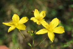 Hypericum linariifolium