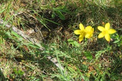 Hypericum linariifolium