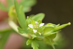 Geranium texanum