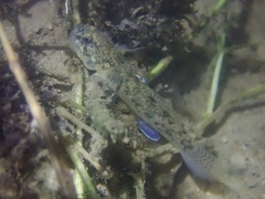 Pseudogobius taijiangensis