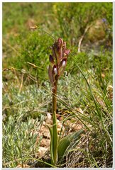 Himantoglossum comperianum