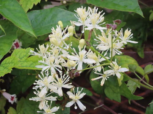 Clematis apiifolia, photograph 5