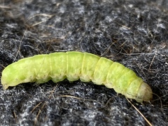 Phlogophora