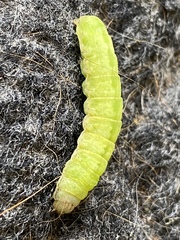 Phlogophora