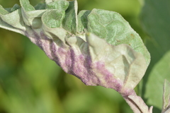 Ditylenchus phyllobius