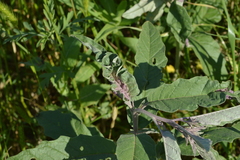 Ditylenchus phyllobius