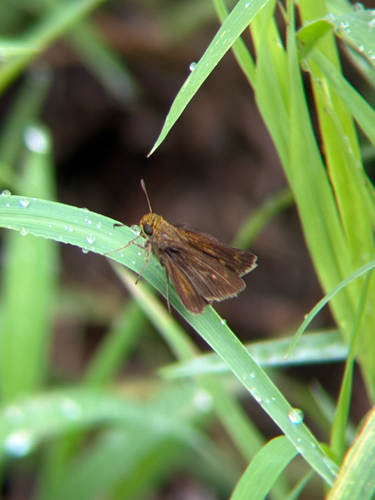 Dun Skipper