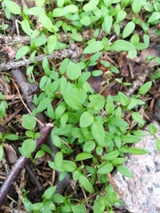 Moehringia lateriflora