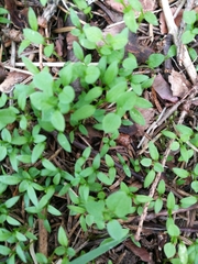 Moehringia lateriflora