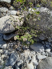 Euphorbia tomentulosa