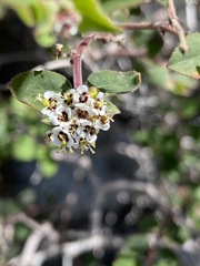 Euphorbia tomentulosa
