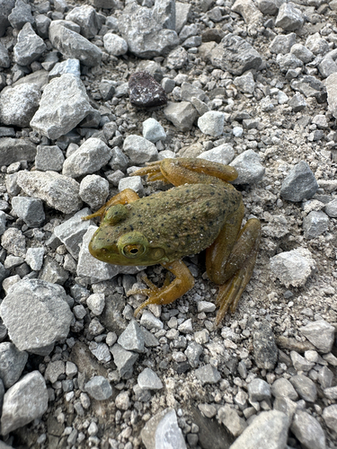 American Bullfrog