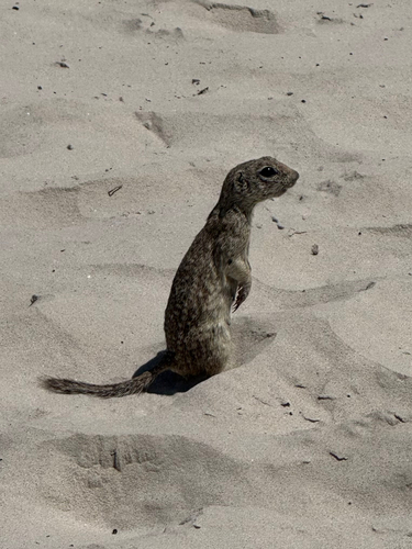 Spotted Ground Squirrel observed by sandyleau