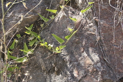 Aristolochia chachapoyensis