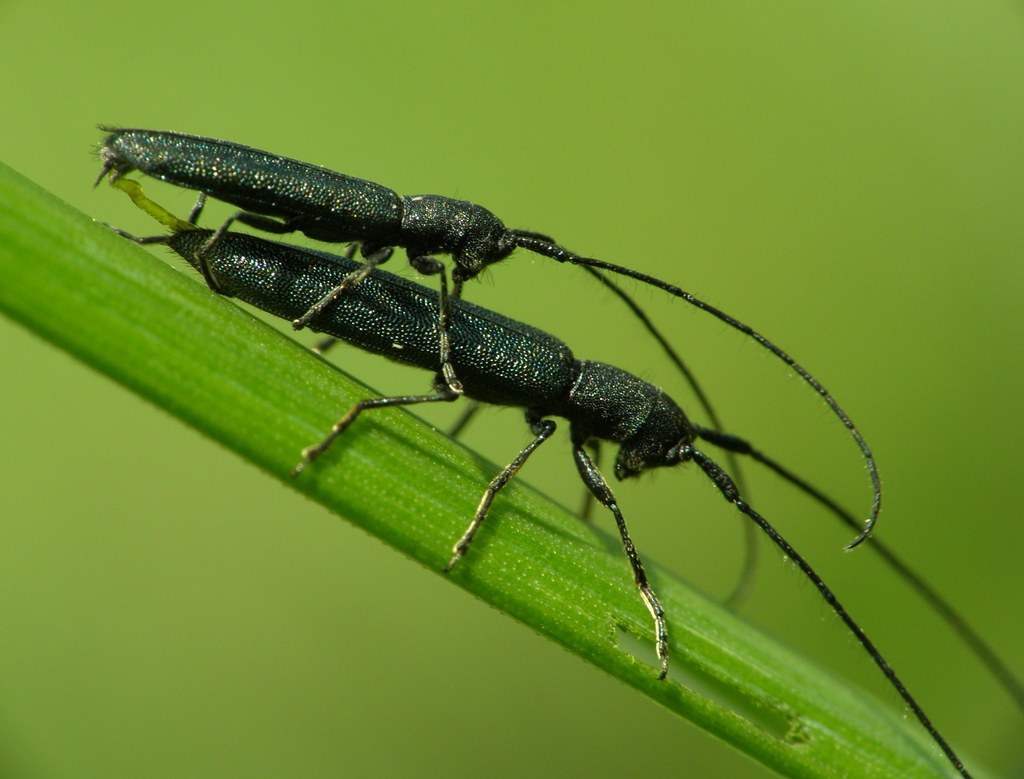Theophilea subcylindricollis