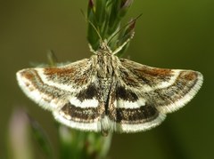 Atralata albofascialis