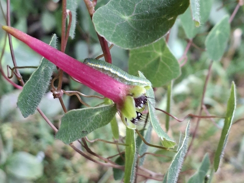 Tropaeolum hirtifolium (Tropaeolum hirtifolium)