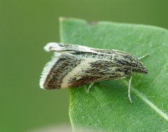Atralata albofascialis