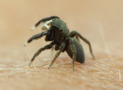 Euophrys frontalis