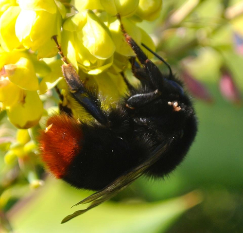 Red-tailed Bumble Bee, photo 7 of 8