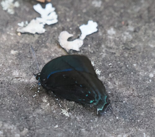 Pale-clubbed Hairstreak