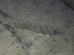 Pseudogobius poicilosoma