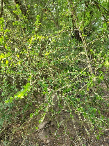 Randia obcordata, photograph 4