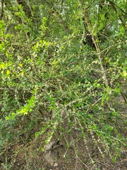 Randia obcordata, photograph (c) Nicole, some rights reserved (CC BY)