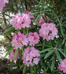 Rhododendron makinoi