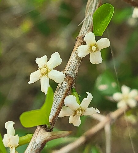 Randia obcordata, photograph 1