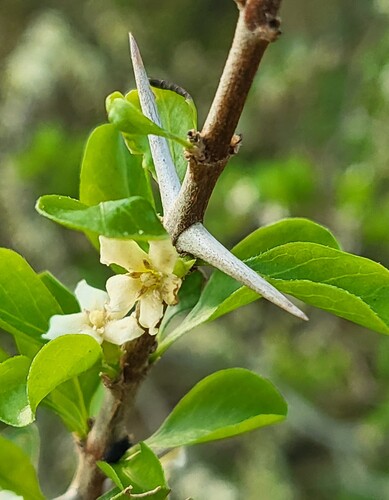 Randia obcordata, photograph 2
