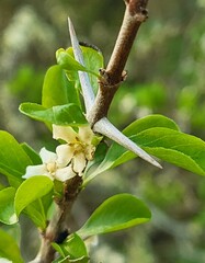 Randia obcordata, photograph (c) Nicole, some rights reserved (CC BY)