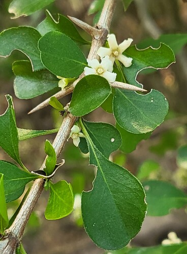 Randia obcordata, photograph 3