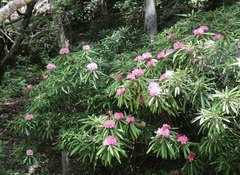 Rhododendron makinoi