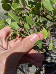 Arctostaphylos pungens