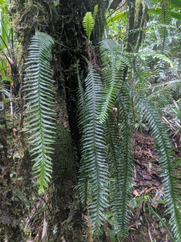 Prosaptia contigua observed 2026-08-16