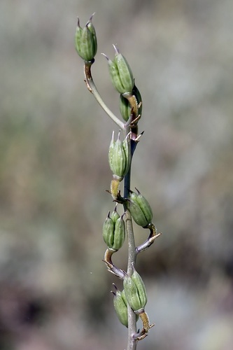 Delphinium semibarbatum, photograph 3