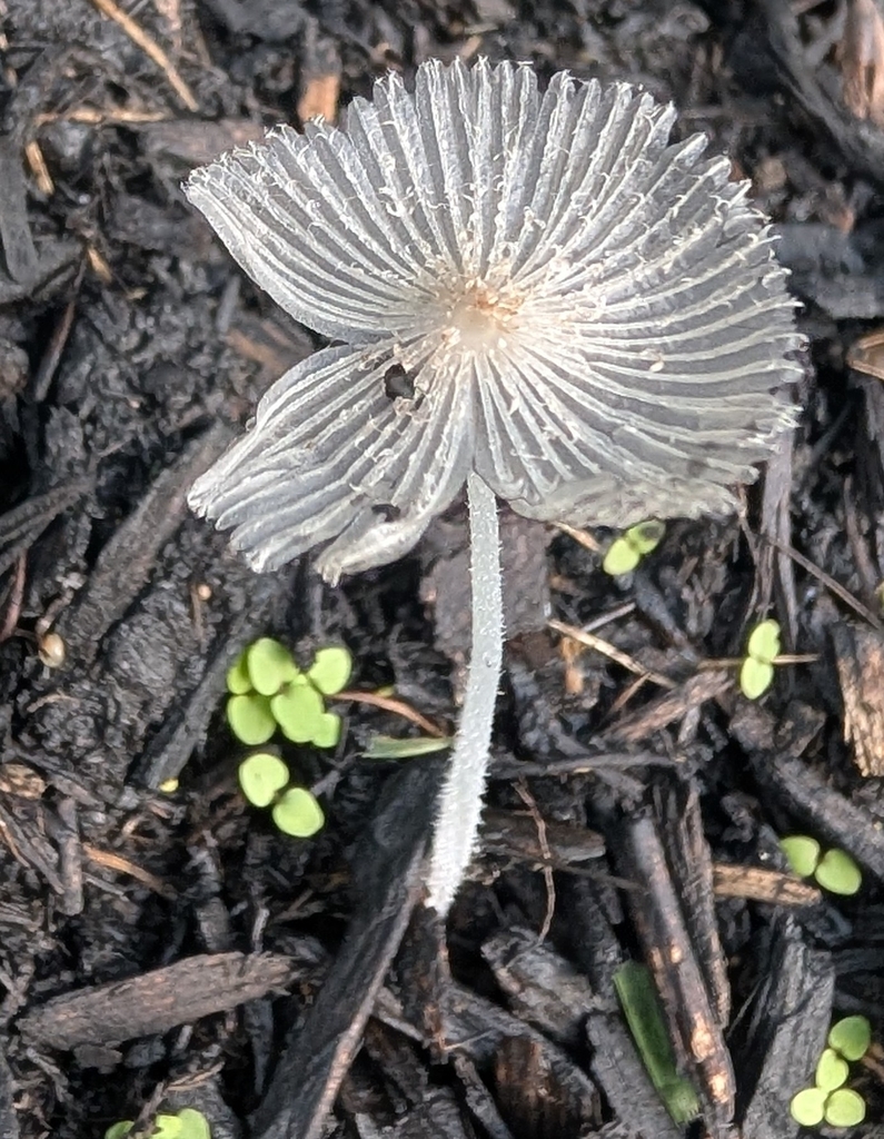 hare's foot inkcap · August 2026 · photo: Photo: (c) mattmsa, some rights reserved (CC BY) · iNaturalist