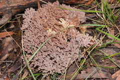 Ramaria versatilis