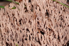 Ramaria versatilis