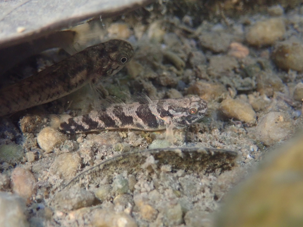 Banded Mullet-Goby