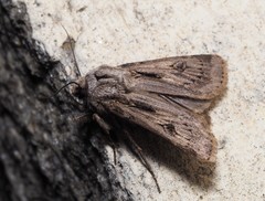 Agrotis chretieni
