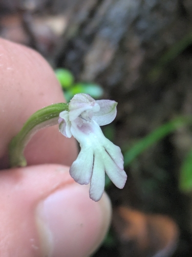 Cynorkis fastigiata observed 2026-08-16