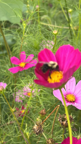Common Eastern Bumble Bee