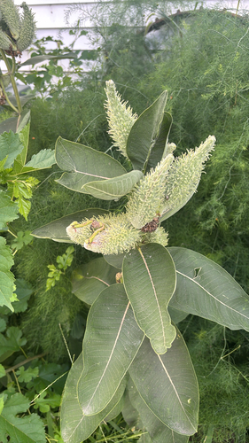 common milkweed