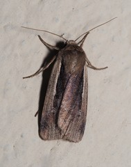Ochropleura leucogaster