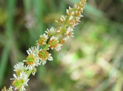 Sesamoides suffruticosa