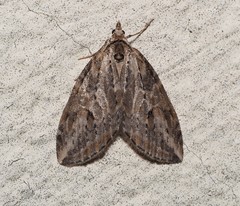 Chesias isabella