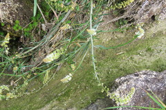 Sesamoides suffruticosa