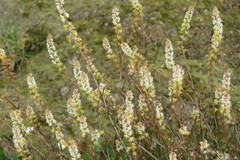 Sesamoides suffruticosa